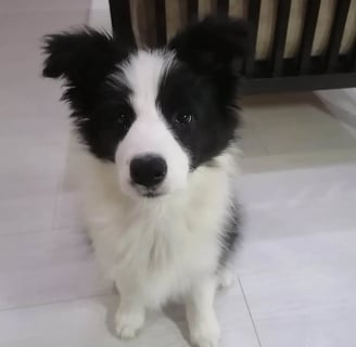Border Collie Puppies for Sale
