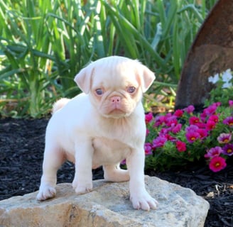 Pug Puppies for Sale