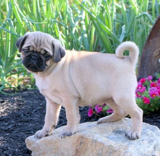 Pug Puppies for Sale