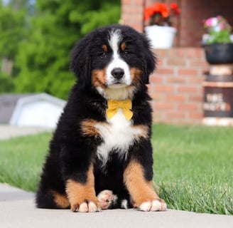 Bernese Mountain puppies for sale