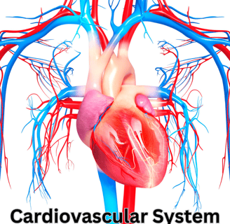 Cardiovascular System