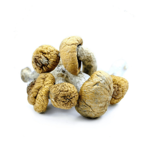 Microdosing Magic Mushrooms: Where to Buy in Birmingham UK