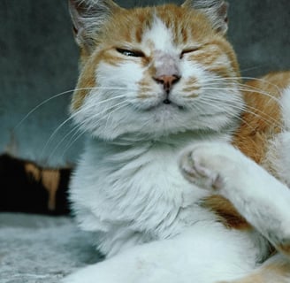 cat with allergies