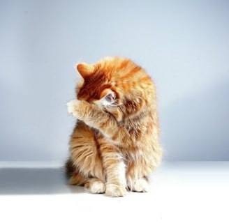 can cats be trained