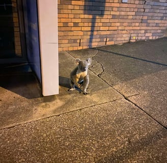 an out of place koala