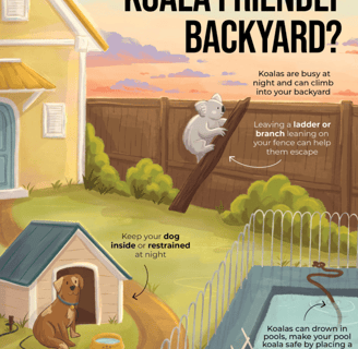 koala friendly backyard poster nsw