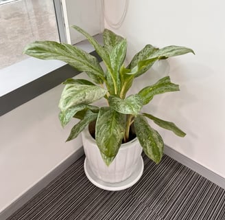 a potted plant in a white potted planter