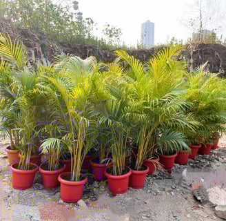 palm tree