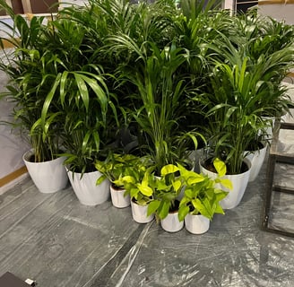 a bunch of plants in pots on a table