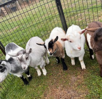 Pygmy Goats for sale