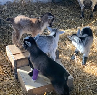 Amish Goats for sale