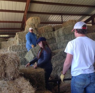 Hay for sale