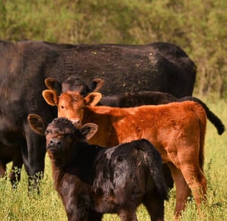 Angus Cattle for Sale
