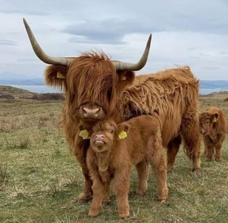 Mini Highland Cows for Sale