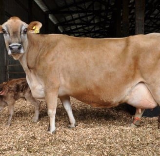 Jersey Cows for Sale