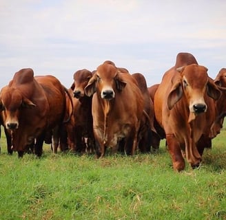 Braham Cows for Sale