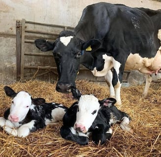 Holstein Cows for Sale
