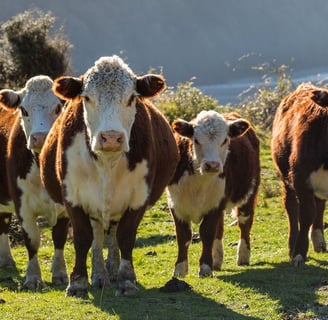 Hereford Cows for Sale