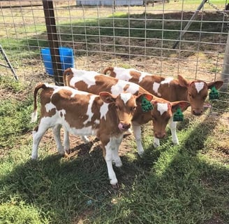 Guernsey Cows for Sale