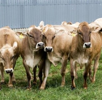 Brown Swiss Cows for Sale