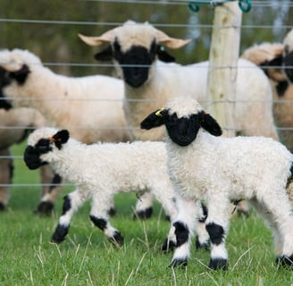 Valais blacknose sheep for Sale