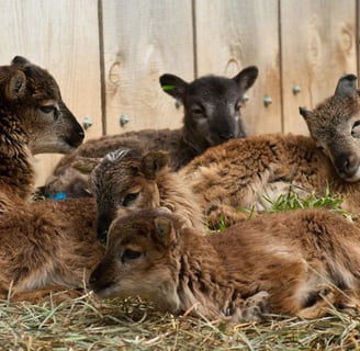 Lambs for Sale near me