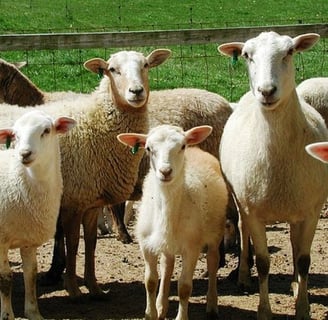 Katahdin sheep for sale