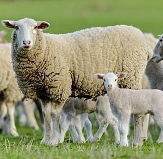 Merino sheep for sale