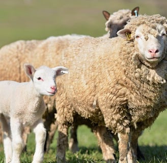 Awassi sheep for sale