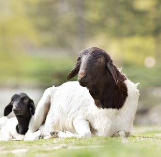 Dorper rams for sale