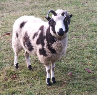 Jacob sheep for sale