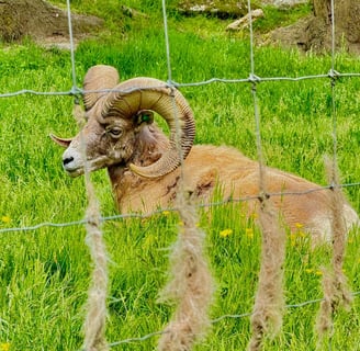 Bighorn sheep for sale
