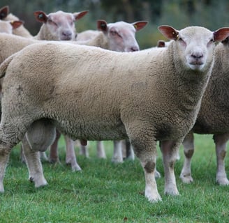 Suffolk sheep for sale