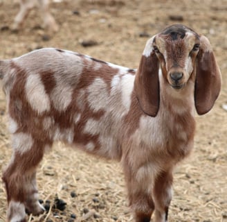 Nubian Goats for sale