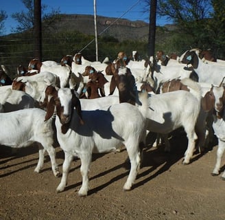 Alphine Goats for sale