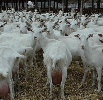 Saanen Goats for sale