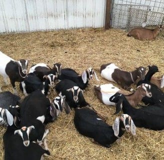 Shami Goats for sale