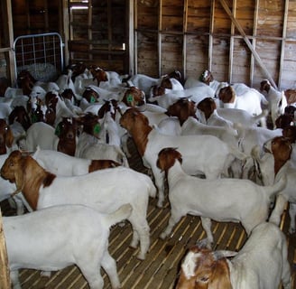Diary Goats for sale