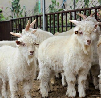 Angora Goats for sale