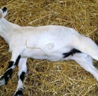 Fainting Goats for sale