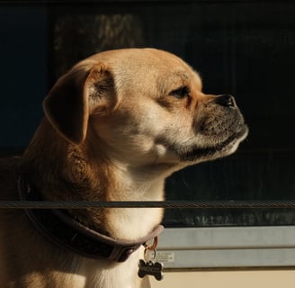 a dog is looking out the window of a boat | Sailing in Norway with our little dog