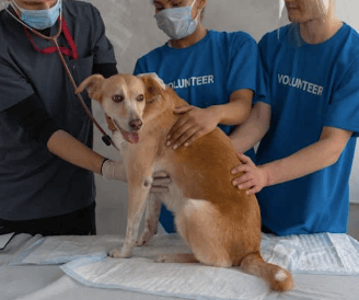 allergies sur chien