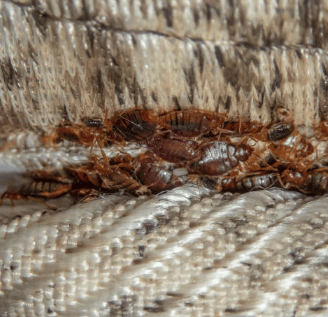 Invasion de punaises de lit