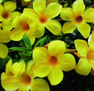 Alamanda