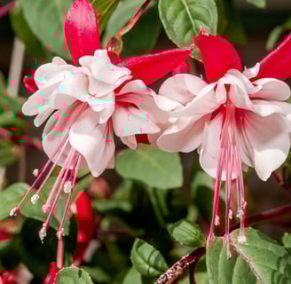 Brinco de Princesa Branco