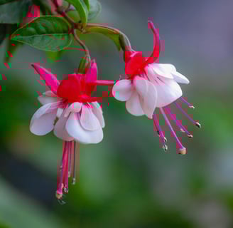 Brinco de princesa