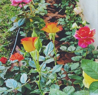Canteiro de rosas