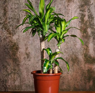 Dracena