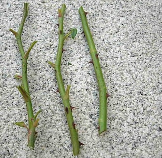 Estaquias