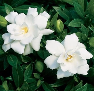 Gardenia